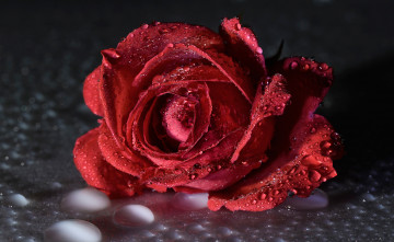 Картинка цветы розы роза капли бутон