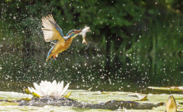 Картинка животные зимородки зимородок рыба добыча птица брызги кувшинки озеро