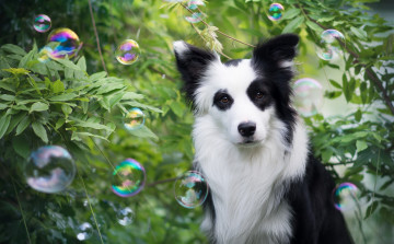Картинка животные собаки пузыри взгляд друг собака бордер-колли