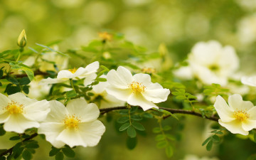 Картинка цветы шиповник ветка белый макро цветки