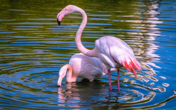 обоя животные, фламинго, пруд, рябь, круги, по, воде, озеро, водоем, пара, природа, свет, красивые, розовый, вода, птицы, две, голубой, фон, спокойствие