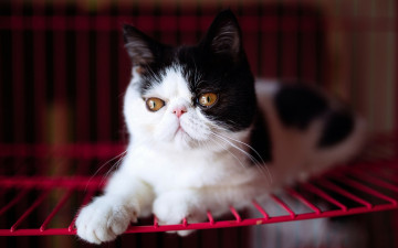 Картинка животные коты глаза решетка желтые мордочка милый экстремал перс котенок черно-белый фон кошка лежит портрет