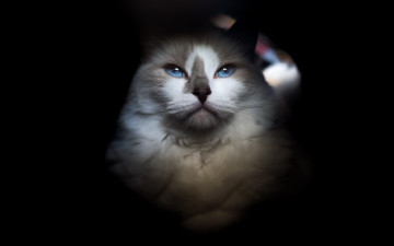 Картинка животные коты голубоглазый портрет кошка фон черный темнота кот