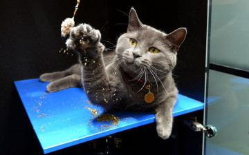Картинка животные коты игра игрушка