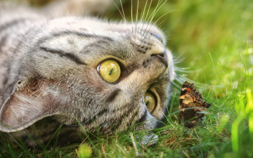 Картинка животные коты играет трава кошка взгляд игра серый полосатый природа морда бабочка глаза весна кот