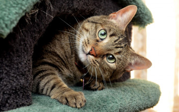 Картинка животные коты кошка домик серый кошкин дом морда вылез кот