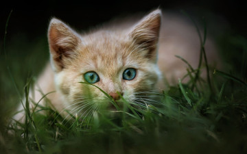 Картинка животные коты кошка портрет природа котенок рыжий мордочка трава голубоглазый поза