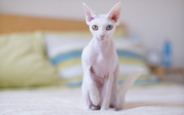 Картинка животные коты кошка постель бледная подушки корниш-рекс раноглазая белая кот