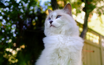 Картинка животные коты кошка поза голубоглазый природа боке забор пушистый кот