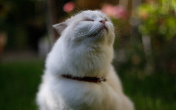 Картинка животные коты кошка поза пушистый природа белый трава кот