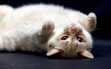 Картинка животные коты кошка валяется рыжий лежит фон поза синий взгляд кот