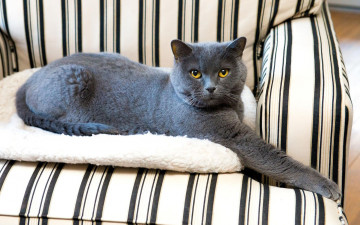 Картинка животные коты кошка взгляд серый поза желтоглазый фон полосатый развалился кресло дымчатый британский кот