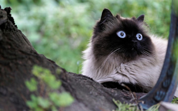 Картинка животные коты кот пушистая мордочка голубоглазая сад сиамская кошка портрет цветы