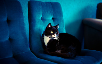 Картинка животные коты кот синий кресло помещение черный голубой обивка фон лежит кошка взгляд комната