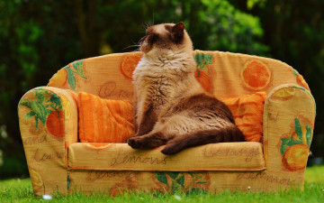 Картинка животные коты кот трава лето спит уютно сад сиеста сиамская пушистая поза диван кошка