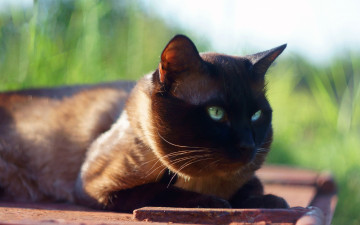 Картинка животные коты кот трава солнце зеленоглазый мордочка сиамский фон лежит кошка