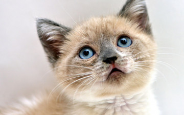 Картинка животные коты мордочка голубоглазый фон котенок глаза кошка взгляд портрет