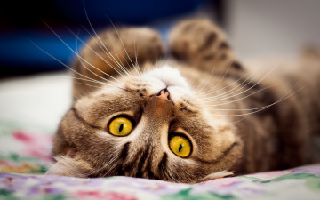 Картинка животные коты мордочка кот глаза милый