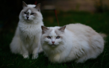 Картинка животные коты пара кошки взгляд голубоглазый природа трава