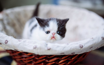 Картинка животные коты перс котенок корзинка маленький мордочка экстремал кошка