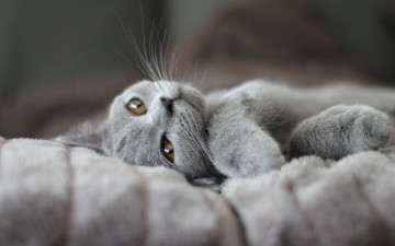 Картинка животные коты поза британский лежит кошка серый котенок покрывало мордочка лапки дымчатый