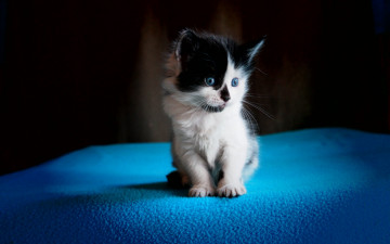 Картинка животные коты сидит голубой фон голубоглазый кошка черно-белый котенок покрывало милый пушистый маленький