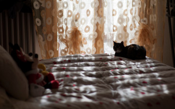 Картинка животные коты тени уютно игрушки освещение комната