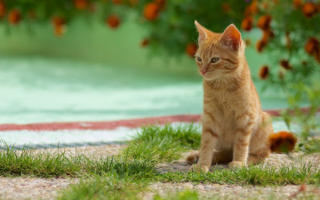 Картинка животные коты трава сидит лето зелень милый рыжий котенок фон кошка цветы