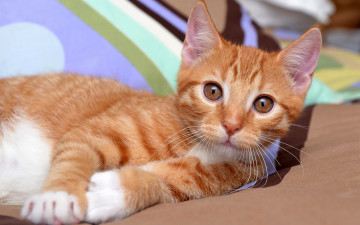 Картинка животные коты взгляд лежит кошка фон портрет котенок рыжий глаза