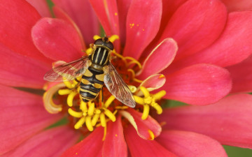 Картинка животные насекомые тычинки пчела макро лепестки опыление