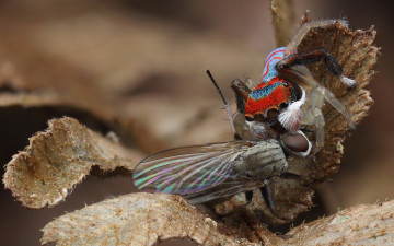Картинка животные пауки паук скакунчик крылышки насекомое еда добыча листок растение тащит пропитание природа фон муха макро бежевый мертвая паучок жертва лапки джампер вкуснятина охотник