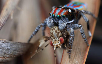 Картинка животные пауки паук скакунчик маньяк насекомое еда добыча пропитание природа фон муха