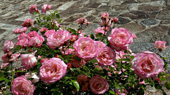 Обои картинки фото цветы, розы, розовый, куст, много