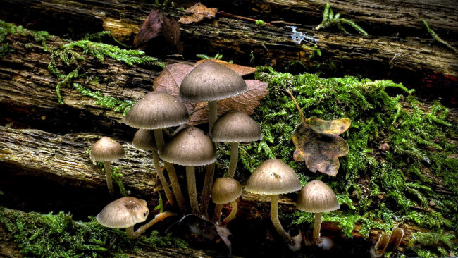 Обои картинки фото природа, грибы, семейка, грибная