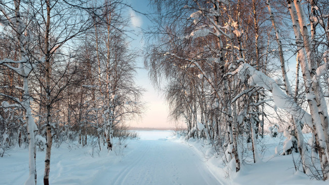 Обои картинки фото природа, зима, березы, снег, дорога
