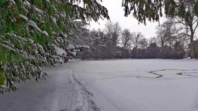 Обои картинки фото природа, зима, следы, деревья, снег