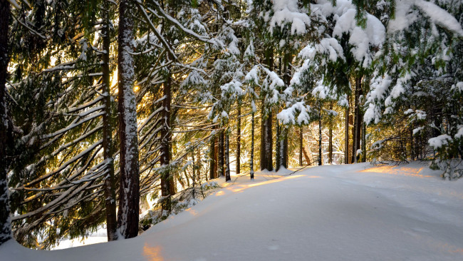 Обои картинки фото природа, зима, снег, сосны