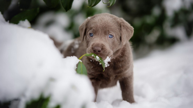 Обои картинки фото животные, собаки, мордочка, снег, маленький, коричневый, зима, листья, милый, собака, щенок