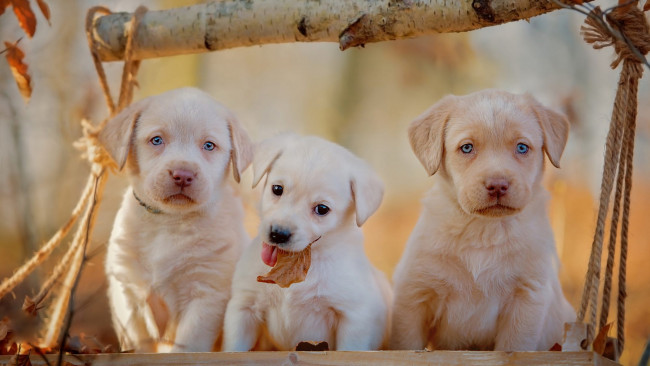 Обои картинки фото животные, собаки, сучок, собака, маленькие, щенок, милые, трое, белые, фон, осень, щенки