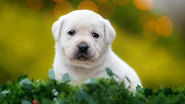 Обои картинки фото животные, собаки, трава, мордочка, собака, щенок, белый, маленький