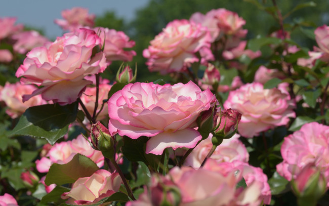 Обои картинки фото цветы, розы, бутоны, розовый, куст
