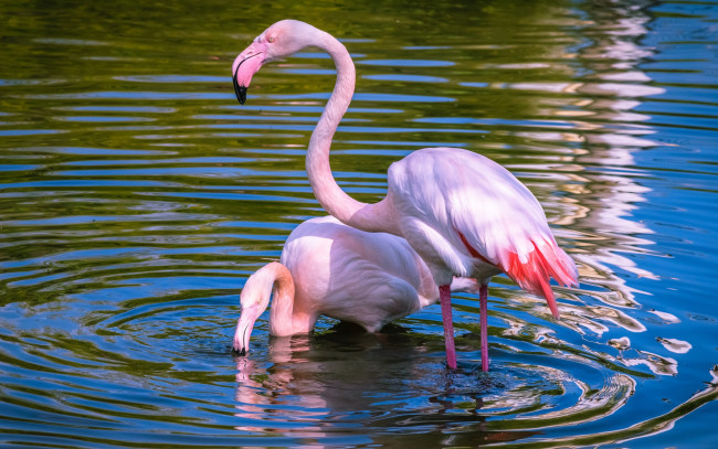 Обои картинки фото животные, фламинго, пруд, рябь, круги, по, воде, озеро, водоем, пара, природа, свет, красивые, розовый, вода, птицы, две, голубой, фон, спокойствие