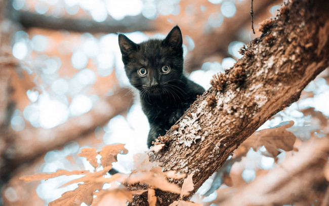 Обои картинки фото животные, коты, черный, маленький, мордочка, дерево, листья, котенок, взгляд, кошка