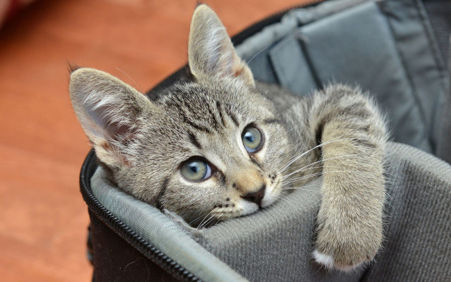 Обои картинки фото животные, коты, кошка, серый, взгляд, мордочка, сумка, котенок, сидит
