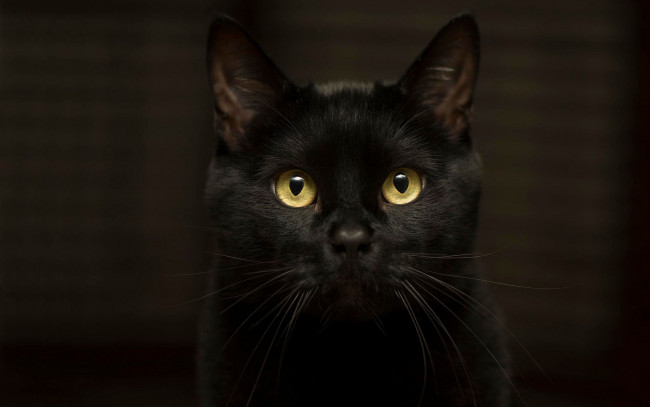 Обои картинки фото животные, коты, кот, эффектный, глаза, черный, темнота, желтоглазый, кошка, взгляд, фон