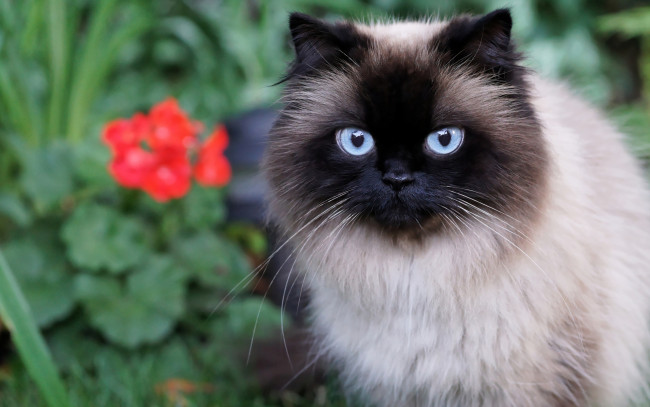Обои картинки фото животные, коты, кот, глаза, пушистая, лето, голубые, мордочка, красотка, сад, огромные, сиамская, цветы, кошка, портрет