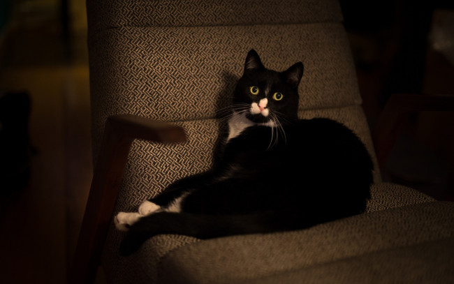 Обои картинки фото животные, коты, кот, глаза, зеленоглазый, черный, обивка, коричневый, выразительный, фон, лежит, поза, кошка, кресло, полумрак, морда, взгляд, комната