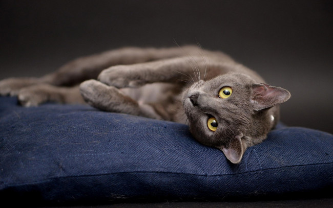 Обои картинки фото животные, коты, кот, позирует, лежит, подушка, студия, британский, кошка, серый, фон