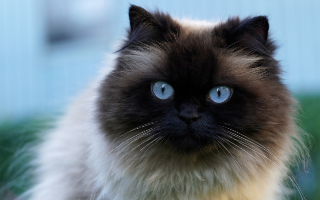 Обои картинки фото животные, коты, кот, пушистая, красавица, крупный, план, мордочка, большие, голубой, фон, голубые, глаза, сиамская, кошка, портрет