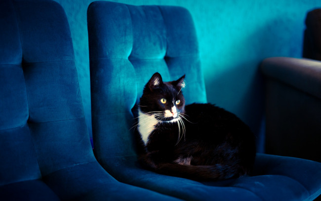 Обои картинки фото животные, коты, кот, синий, кресло, помещение, черный, голубой, обивка, фон, лежит, кошка, взгляд, комната